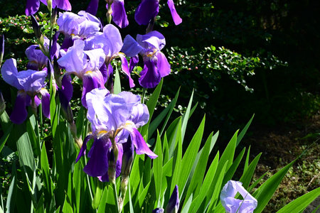 Purple iris flowers in the garden on a sunny day.