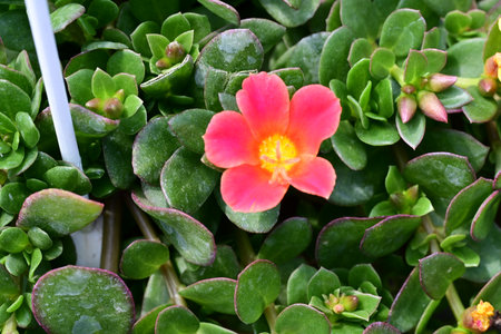 Portulaca oleracea flower.の写真素材