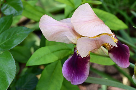 Iris is a genus of flowering plants in the iris family Iridaceae.