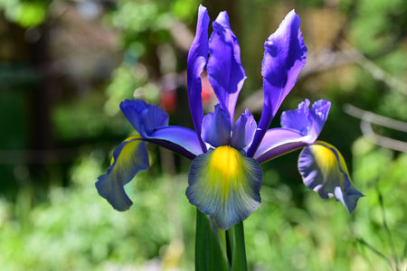 Iris flower in the garden, close-up, selective focus