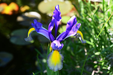Beautiful iris flowers in the garden, closeup of photo