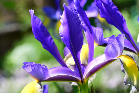 Purple iris flower in the garden. Shallow depth of field.の写真素材