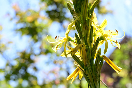 Yellow lily flowers in the garden on a sunny summer day.の写真素材