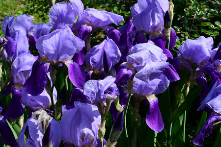 Purple iris flowers in a garden on a sunny summer day