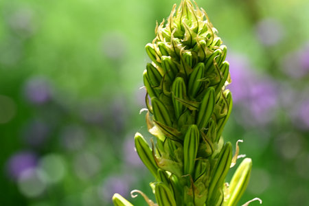 Close up of a green flower bud on a blurred background of purple flowersの写真素材