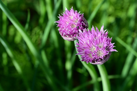 Purple flowers of chives on a background of green grass.