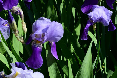 Purple iris flowers on a background of green leaves in the garden