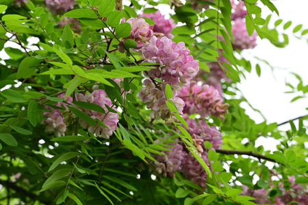 Pink flowers of acacia tree (Robinia pseudoacacia)の写真素材