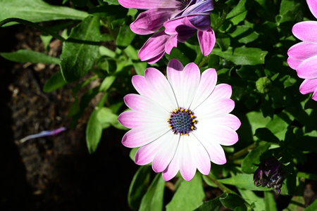 African daisy, Osteospermum grandiflorumの写真素材