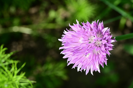 Flower of chive (chives) in the garden.