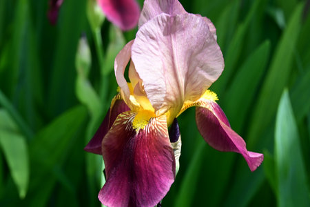 Purple iris flower on a green background, close-upの写真素材