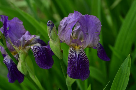 Purple iris flowers in the garden on a sunny day.