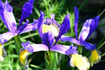 Beautiful iris flowers in the garden, closeup of photoの写真素材