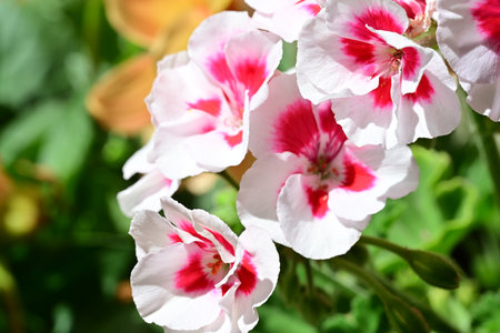 Beautiful pink and white geranium flowers in the summer garden.