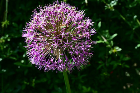 Purple Allium (Allium giganteum) flower in bloomの写真素材