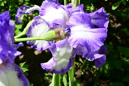 Iris flowers in the garden, close-up of a flower