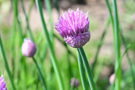 Close up of blooming chives in the garden. Shallow depth of field.の写真素材