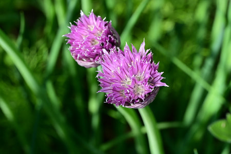 Purple flowers of chives on a background of green grass.