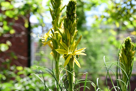 Blooming yellow flower in the garden on a sunny summer day.