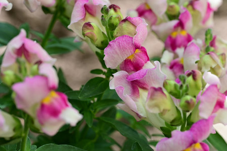 Flowers of snapdragon (Antirrhinum majus)