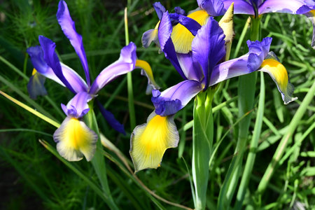 Iris is a genus of flowering plants in the iris family.の写真素材