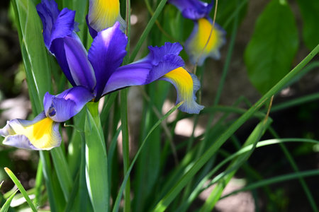Iris is a genus of flowering plants in the iris family.
