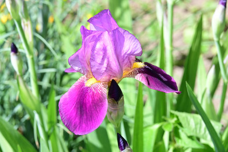Purple iris flower in the garden, closeup of photo