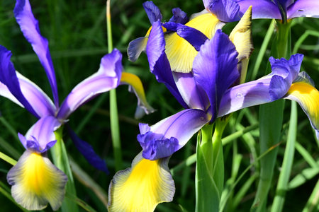 Iris is a genus of flowering plants in the iris family.の写真素材
