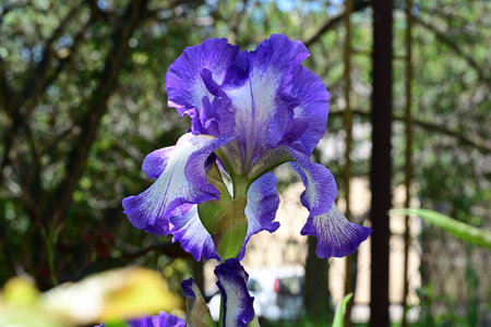 Blue iris flower in the garden on a sunny summer day.