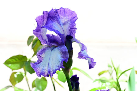 iris flower closeup on white background with copy space for your textの写真素材