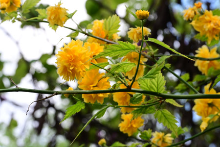 Yellow flowers on a branch of a tree in a park in springの写真素材