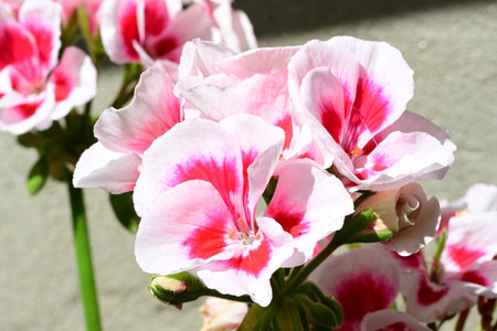 Pink and white geranium flowers close-up on a gray backgroundの写真素材