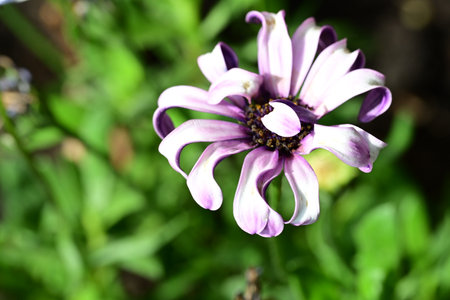 Close up of purple and white flower in the garden with blurred background