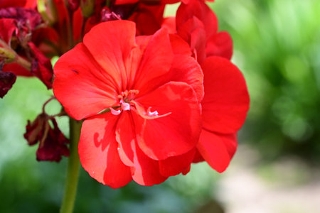 Beautiful red geranium flower in the garden on a sunny day