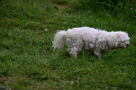 Cute Maltese puppy playing on the green grass in the parkの写真素材
