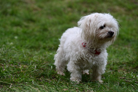 A Maltese dog standing on the grass in the park. Shallow depth of field.