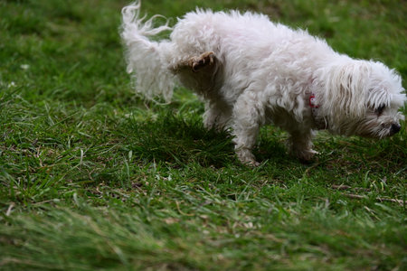 Cute little Maltese dog playing in the garden. Selective focus.の写真素材