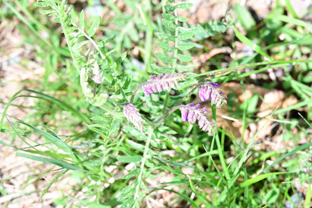 Vicia cracca, common vetch (Vicia cracca)の写真素材