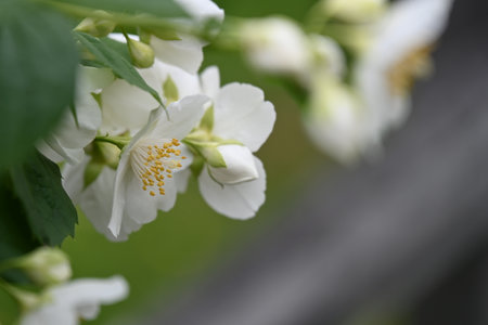 White flowers of jasmine on a branch close-up.の写真素材