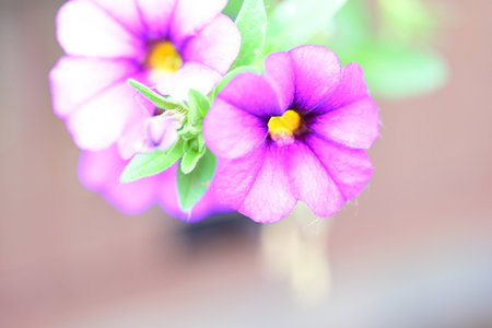 Petunia flowers in the garden,vintage color style,selective focusの写真素材