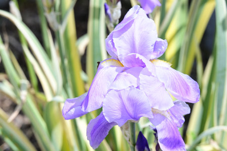 Purple iris flower in the garden, closeup of photo