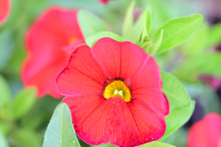 Red petunia flower with green leaves in the garden, stock photoの写真素材