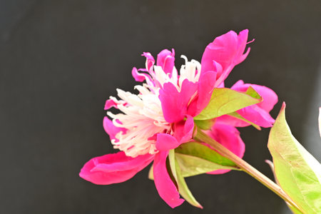 Pink peony flower on a black background. Shallow depth of field.の写真素材