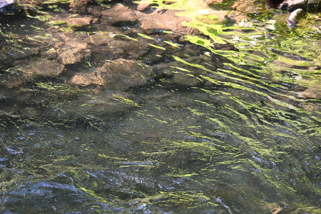 Close up of the surface of the river with water and stones.