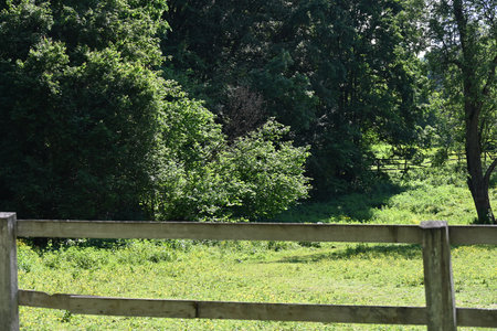 Wooden fence in a meadow with trees in the background.