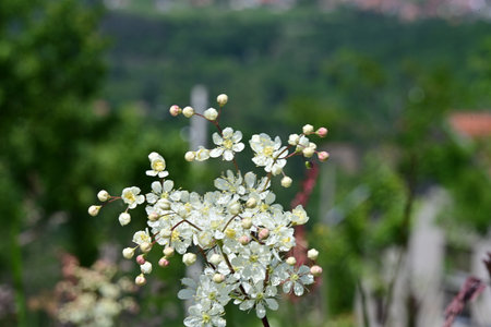 Flowering branch of a bird cherry (Sorbus aucuparia)