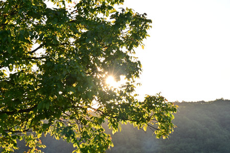 Sunlight through the branches of trees.