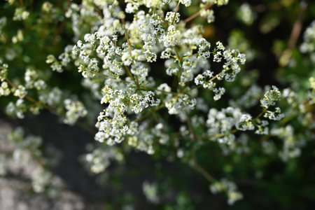 Small white flowers of Gypsophila paniculata in the gardenの写真素材