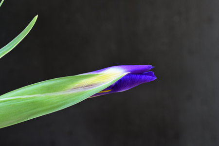 Purple iris flower on a black background with space for textの写真素材