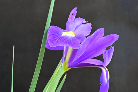 Purple iris flower on black background, closeup of photo